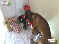 Santa girl got a huge dog cock to blowjob in Christmas day